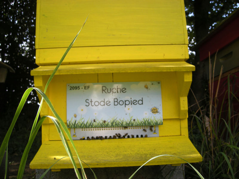 La ruche Stode Bopied